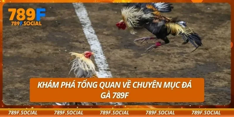 Khám phá tổng quan về chuyên mục đá gà 789F