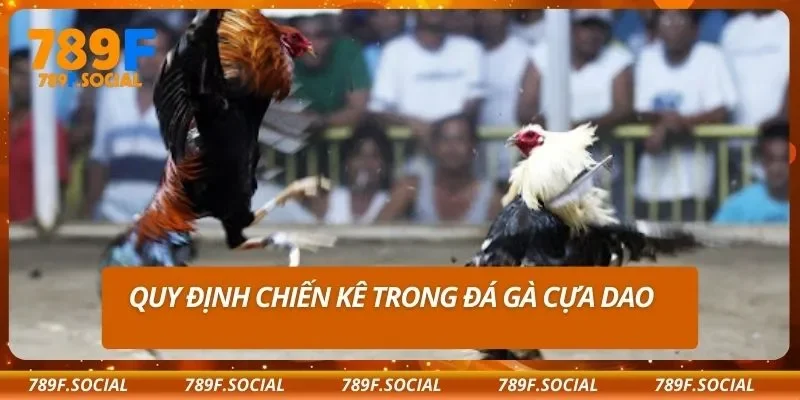 Quy định chiến kê trong đá gà cựa dao