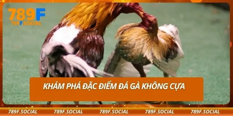 Khám phá đặc điểm đá gà không cựa