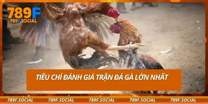 Tiêu chí đánh giá trận đá gà lớn nhất