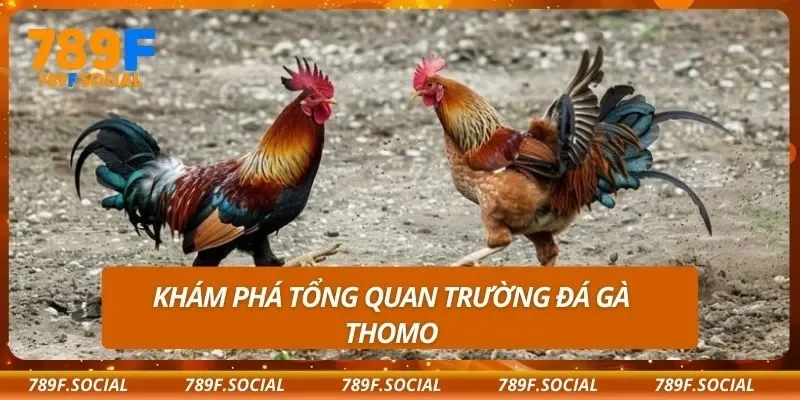 Khám phá tổng quan trường đá gà Thomo
